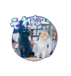 杉国看板猫みーちゃんとクロ（個別スタンプ：15）