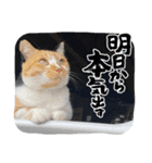 杉国看板猫みーちゃんとクロ（個別スタンプ：16）