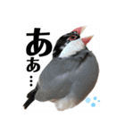 桜文鳥わすけ わすけに相談（個別スタンプ：2）