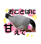 桜文鳥わすけ わすけに相談（個別スタンプ：16）