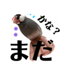 桜文鳥わすけ わすけに相談（個別スタンプ：18）