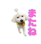白茶モフ（個別スタンプ：3）