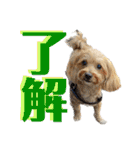 白茶モフ（個別スタンプ：7）