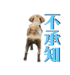 白茶モフ（個別スタンプ：8）