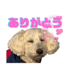 白茶モフ（個別スタンプ：9）