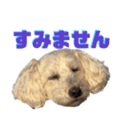 白茶モフ（個別スタンプ：11）