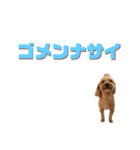 白茶モフ（個別スタンプ：12）