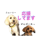 白茶モフ（個別スタンプ：27）