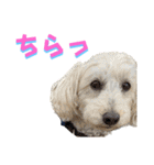 白茶モフ（個別スタンプ：31）