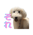 白茶モフ（個別スタンプ：33）