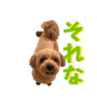 白茶モフ（個別スタンプ：34）