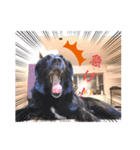イケメン猫とぽかぽか犬2（個別スタンプ：2）