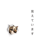 イケメン猫とぽかぽか犬2（個別スタンプ：5）