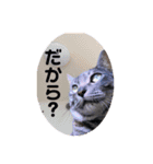 イケメン猫とぽかぽか犬2（個別スタンプ：7）