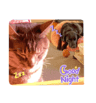 イケメン猫とぽかぽか犬2（個別スタンプ：9）
