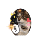 イケメン猫とぽかぽか犬2（個別スタンプ：10）