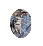イケメン猫とぽかぽか犬2（個別スタンプ：14）