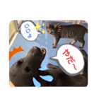 イケメン猫とぽかぽか犬2（個別スタンプ：16）