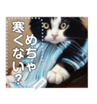 【ネコ】マフラーをした猫（個別スタンプ：2）