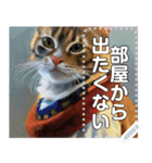 【ネコ】マフラーをした猫（個別スタンプ：7）