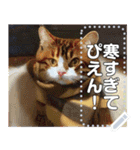 【ネコ】マフラーをした猫（個別スタンプ：23）