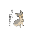 トリマーさん、犬好きさんのためのスタンプ（個別スタンプ：10）