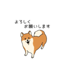 トリマーさん、犬好きさんのためのスタンプ（個別スタンプ：11）