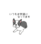 トリマーさん、犬好きさんのためのスタンプ（個別スタンプ：17）