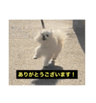 字幕犬 やや使いやすいver(かわいーぬ)（個別スタンプ：1）