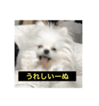 字幕犬 やや使いやすいver(かわいーぬ)（個別スタンプ：3）