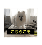 字幕犬 やや使いやすいver(かわいーぬ)（個別スタンプ：4）