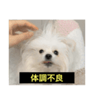 字幕犬 やや使いやすいver(かわいーぬ)（個別スタンプ：5）