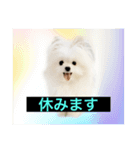 字幕犬 やや使いやすいver(かわいーぬ)（個別スタンプ：6）