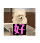 字幕犬 やや使いやすいver(かわいーぬ)（個別スタンプ：7）