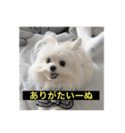 字幕犬 やや使いやすいver(かわいーぬ)（個別スタンプ：8）