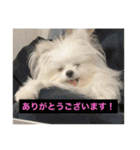 字幕犬 やや使いやすいver(かわいーぬ)（個別スタンプ：9）