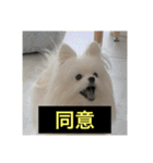 字幕犬 やや使いやすいver(かわいーぬ)（個別スタンプ：10）