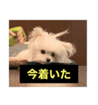 字幕犬 やや使いやすいver(かわいーぬ)（個別スタンプ：11）