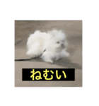 字幕犬 やや使いやすいver(かわいーぬ)（個別スタンプ：12）