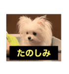 字幕犬 やや使いやすいver(かわいーぬ)（個別スタンプ：14）