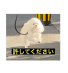 字幕犬 やや使いやすいver(かわいーぬ)（個別スタンプ：15）