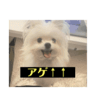 字幕犬 やや使いやすいver(かわいーぬ)（個別スタンプ：17）