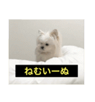 字幕犬 やや使いやすいver(かわいーぬ)（個別スタンプ：18）