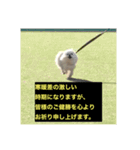 字幕犬 やや使いやすいver(かわいーぬ)（個別スタンプ：20）