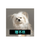 字幕犬 やや使いやすいver(かわいーぬ)（個別スタンプ：21）