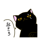 黒猫のタイショウ（個別スタンプ：1）