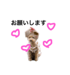 グッキーちゃん（個別スタンプ：3）