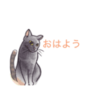 猫の会話(朝の会話)（個別スタンプ：1）