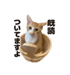 ととのう猫カフェバーニャスタンプ第1弾（個別スタンプ：23）