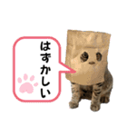 ハッピー＆ラッキースタンプ(=^ェ^=) ⑥（個別スタンプ：37）